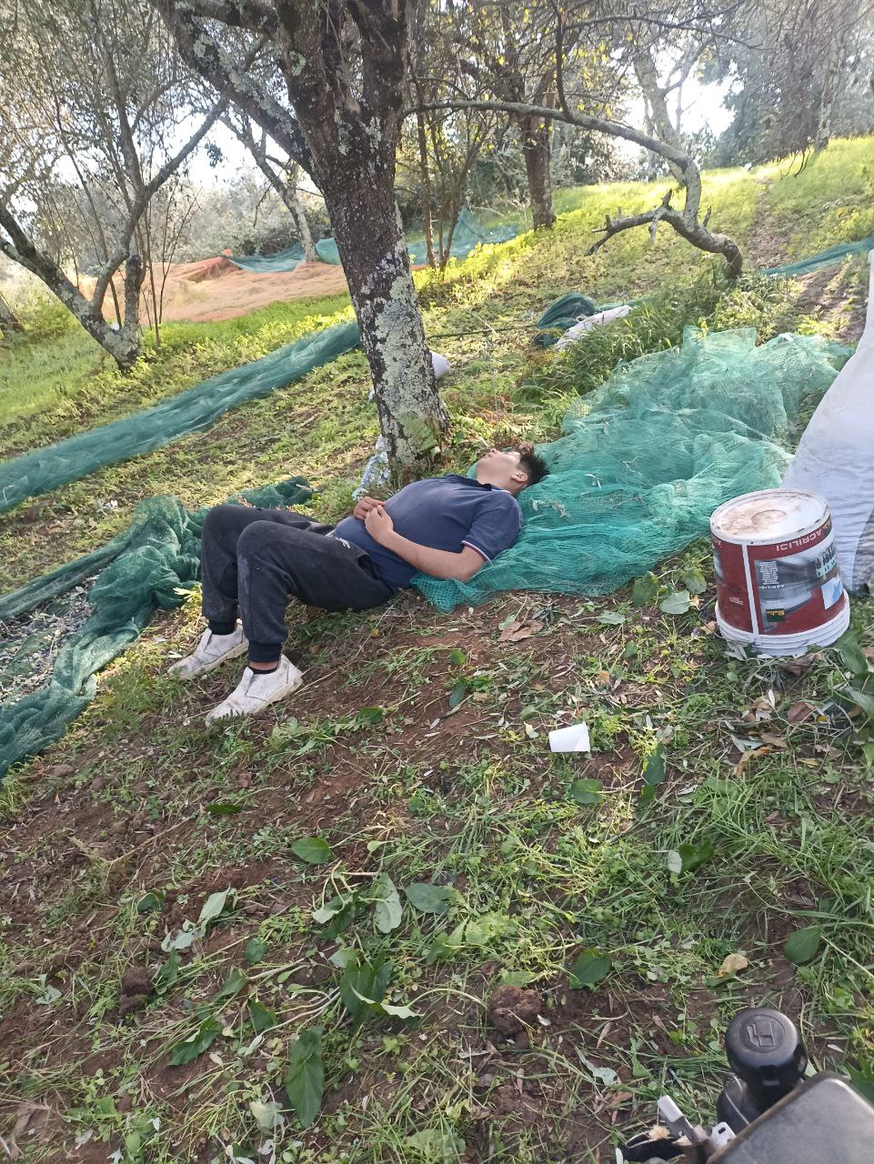 Young worker taking afternoon nap using olive net as pillow under tree shade