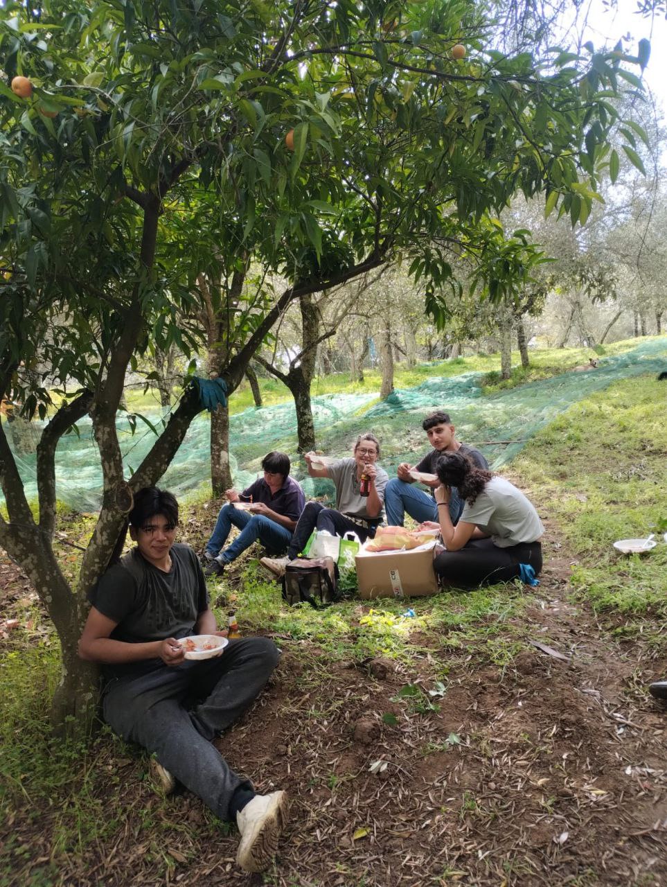 Community lunch break during olive harvest with local workers and handmade food