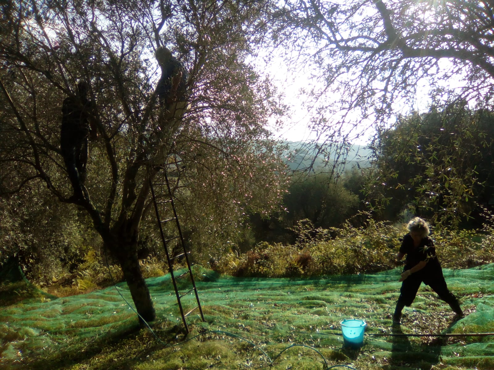 Three generations working together during olive harvest - grandma, grandad, and dad