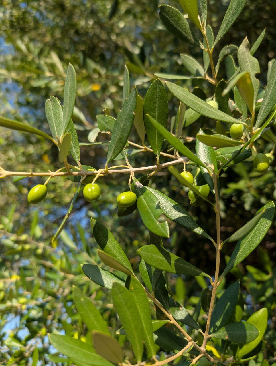 Immature bright green olives on branch in Favelloni grove
