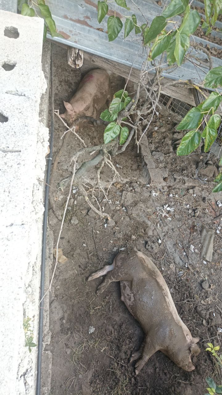 Two pigs resting in mud near barn structure with fallen leaves